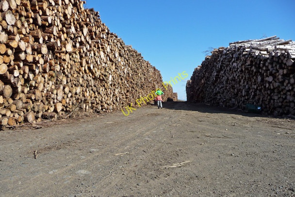 Photo 6"x4" Log stacks in Waternish Forest Gillen c2009