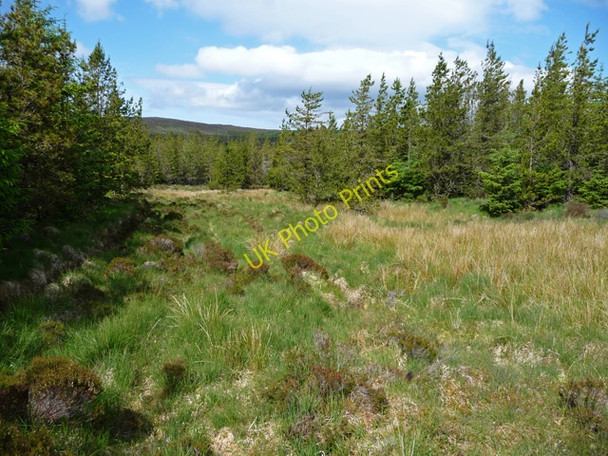 Photo 6"x4" Break in the forest below Garradh Mor Lusta c2009