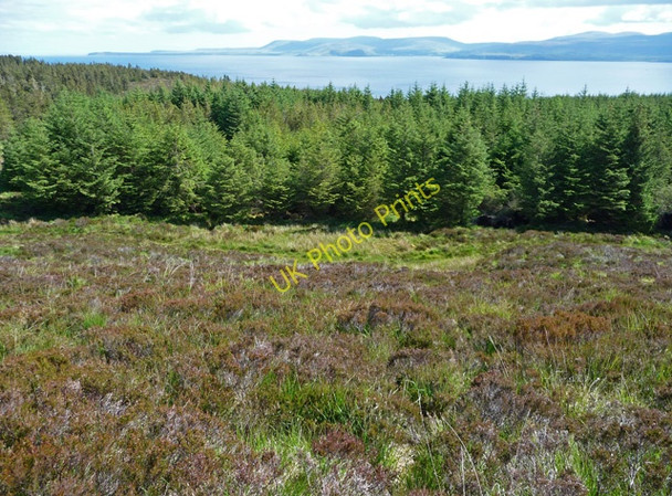 Photo 6"x4" Forestry below Garradh Mor Garradh M\u00f2r c2009