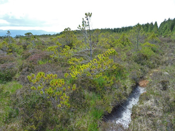 Photo 6"x4" Young trees in Waternish Forest Lusta c2009