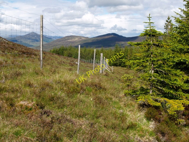 Photo 6"x4" Forest edge Meall na Ce\u00e0rdaich c2009