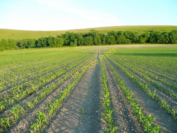 Photo 6"x4" Young maize crop Misselfore c2009