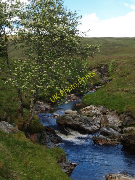 Photo 6"x4" Rowan tree, Allt Coire Iain Oig Meall a' Ghiubhais\/NN5096 c2009