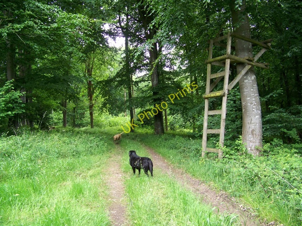 Photo 6"x4" High seat, Fontmell Woods Well Bottom\/ST9116 c2009