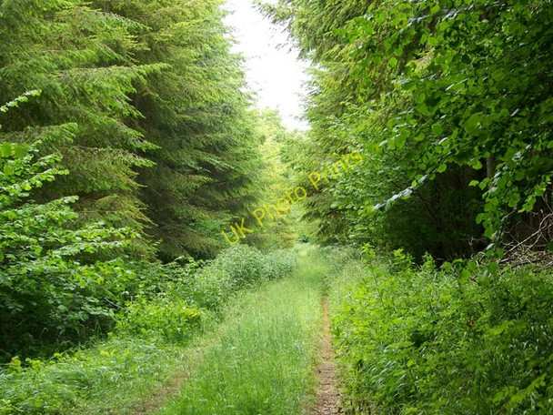 Photo 6"x4" Woodland track, Fontmell Woods Ashmore\/ST9117 c2009