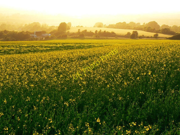 Photo 6"x4" Oilseed rape and the M4, near Liddington Hill Liddington c2009