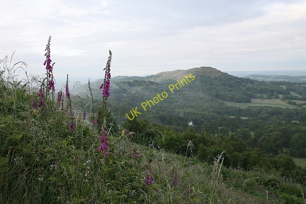 Photo 6"x4" Foxgloves on Pinnacle Hill Brand Green\/SO7641 c2009