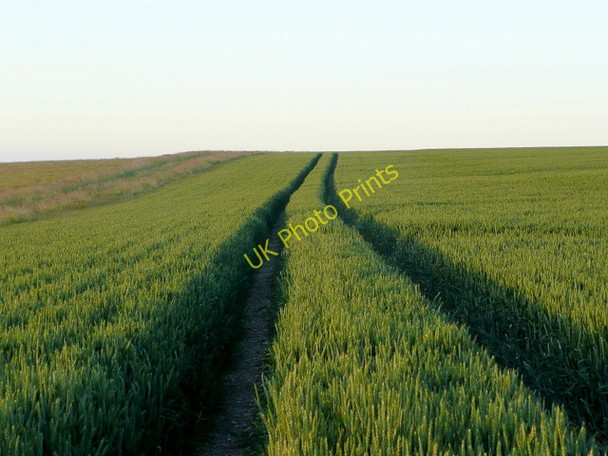 Photo 6"x4" Wheat field atop Marleycombe Hill Bowerchalke c2009