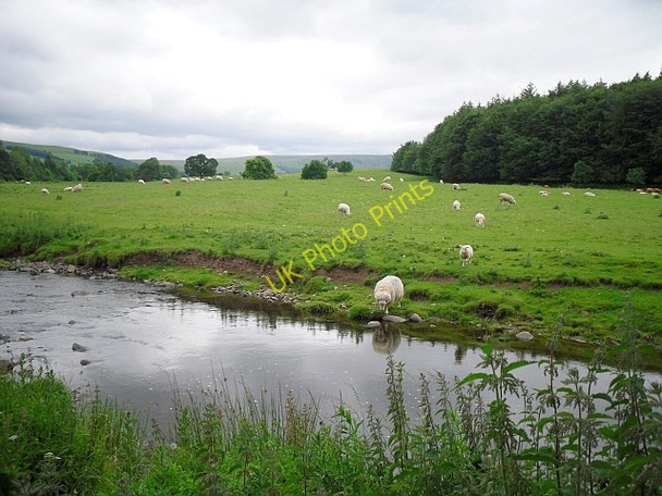 Photo 6"x4" Sheep coming to drink at Dacre Beck Soulby\/NY4625 c2009