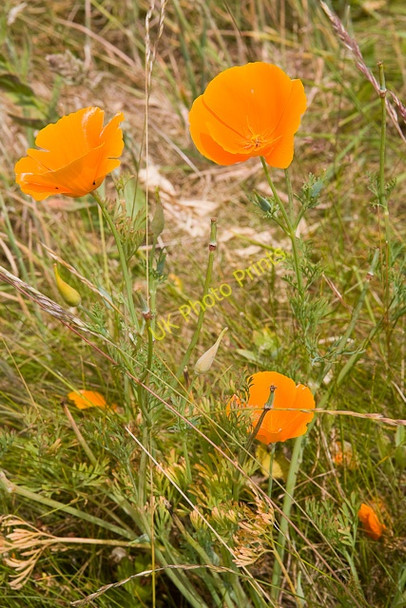 Photo 6"x4" Eschscholzia californica near Ella Nore Rookwood c2009