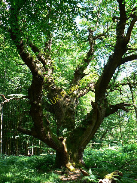 Photo 6"x4" Another oak tree, Savernake Forest, near Cadley Cadley\/SU2066 c2009