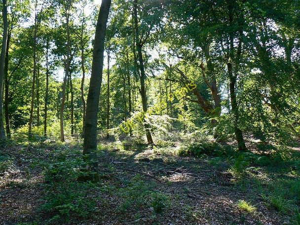 Photo 6"x4" A view west into Savernake Forest Durley\/SU2364 c2009