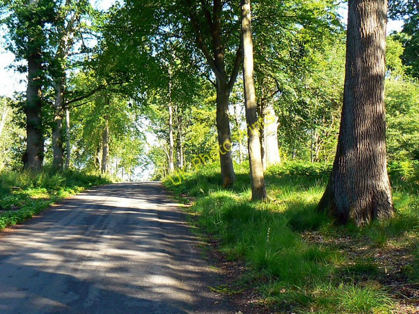 Photo 6"x4" Grand Avenue, Savernake Forest The Warren\/SU2465 c2009