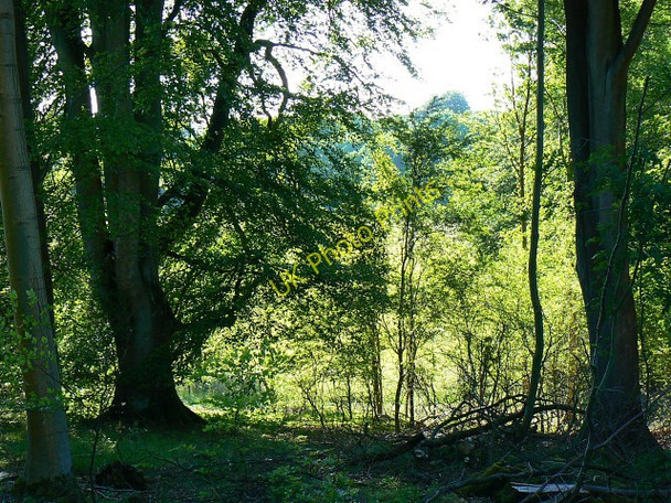 Photo 6"x4" Savernake Forest, west of Grand Avenue The Warren\/SU2465 c2009
