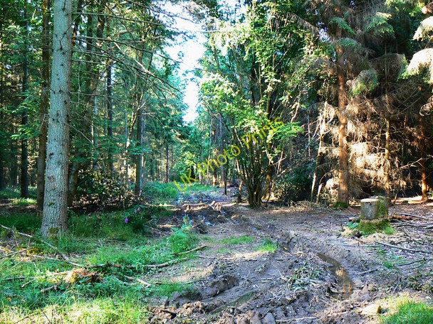 Photo 6"x4" A view up Pig Stye, Savernake Forest Axford\/SU2369 c2009