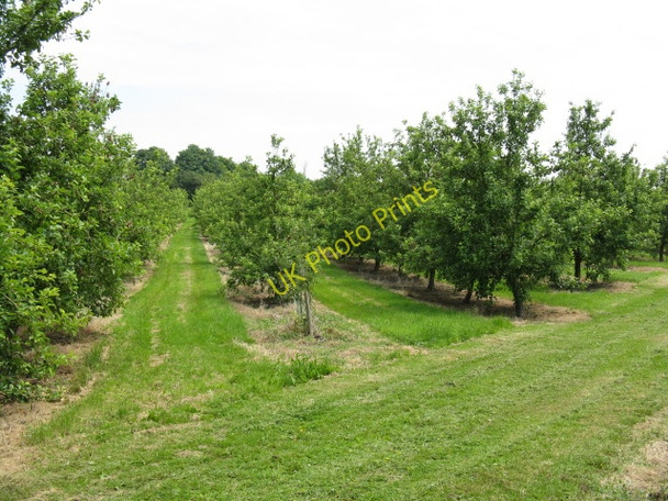 Photo 6"x4" Orchard At Burmarsh Burmarsh\/SO5346 c2009