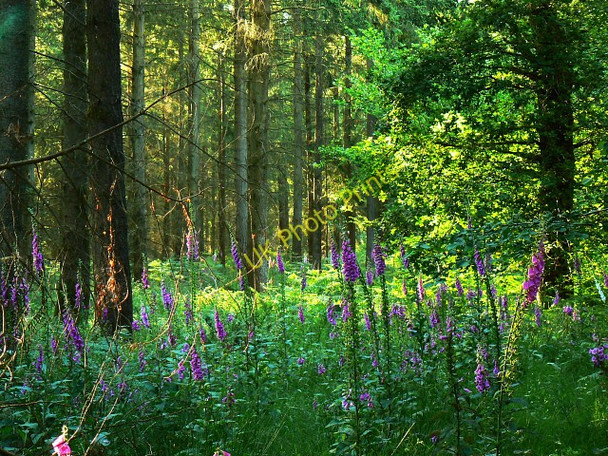 Photo 6"x4" Foxgloves and pines, Savernake Forest The Warren\/SU2465 c2009
