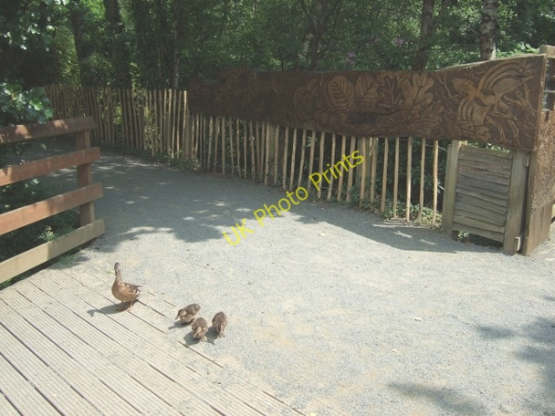 Photo 6"x4" Ducks and the end of the aerial walkway at Stover Heathfield\/SX8376 c2009