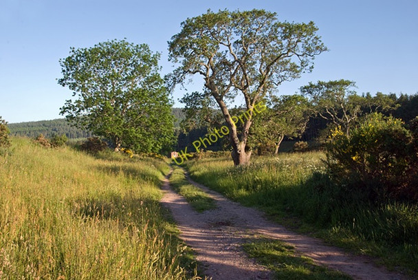 Photo 6"x4" Track leading to the fishing hut Dinnet c2009