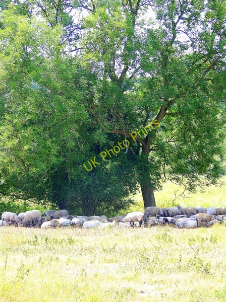 Photo 6"x4" Trying to keep cool near Coombe Bissett Coombe Bissett c2009