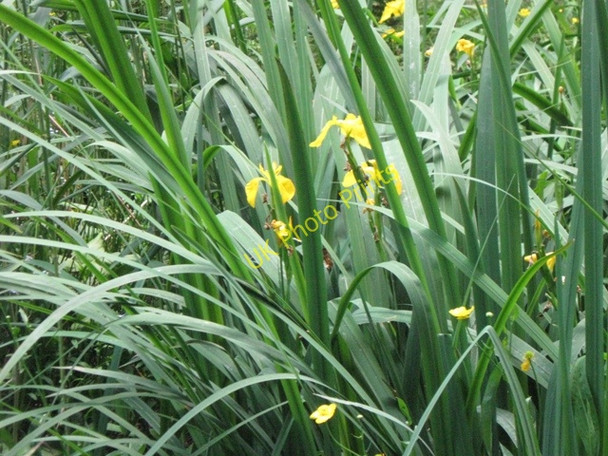 Photo 6"x4" Yellow Iris, Woodland Pond, Ashridge Aldbury c2009