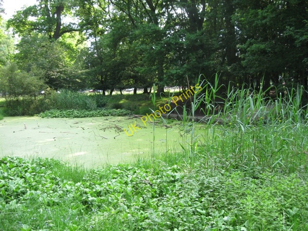 Photo 6"x4" Woodland Pond near the Monument  Ashridge, in late June Aldbury c2009