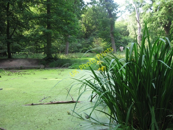 Photo 6"x4" Another view of the Woodland Pond, Ashridge, in late June Aldbury c2009