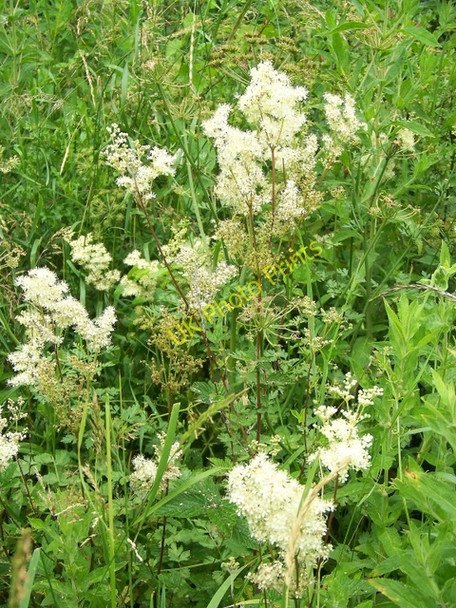 Photo 6"x4" Meadowsweet (Filipendula ulmaria), Higher Marsh Higher Marsh c2009