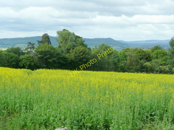 Photo 6"x4" Late rape crop Upton Crews c2009