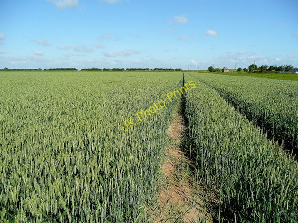 Photo 6"x4" Wheat prairie near the Holbeach Sea Wall Holbeach St Matthew c2009