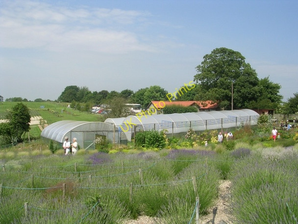 Photo 6"x4" Greenhouses - Yorkshire Lavender Farm Terrington c2009