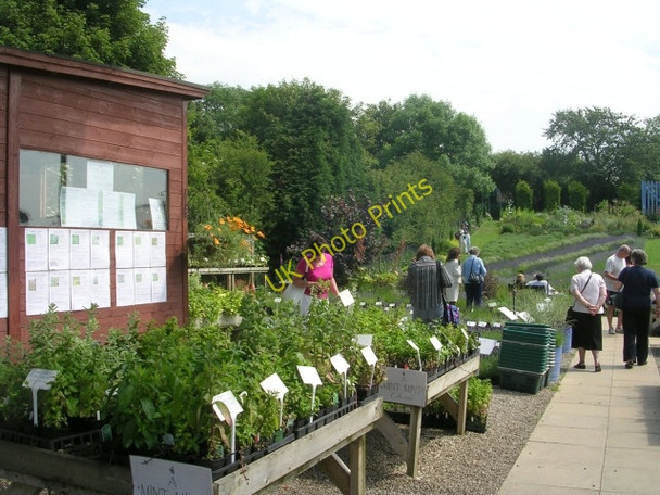 Photo 6"x4" Nursery - Yorkshire Lavender Farm Terrington c2009
