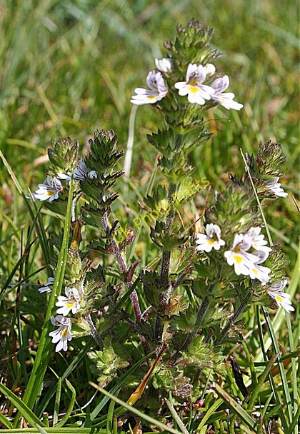 Photo 6"x4" Eyebright (Euphrasia sp) Kingston\/NJ3365 c2009