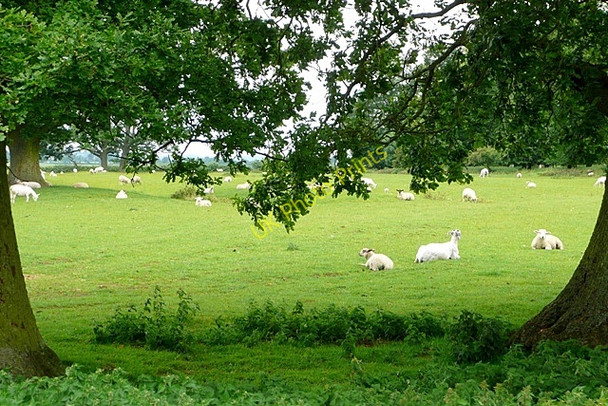 Photo 6"x4" Pasture at Upper Astrop Astrop c2009