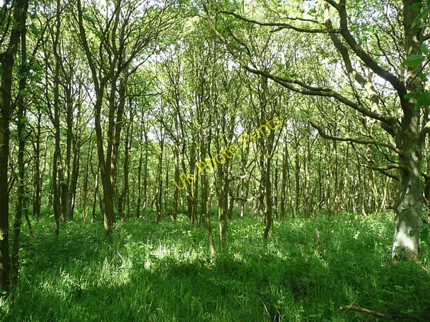 Photo 6"x4" Black Carr woodland, Tong Pudsey\/SE2233 c2009