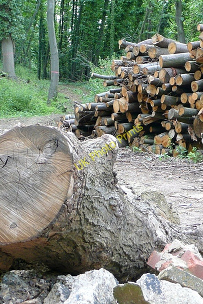 Photo 6"x4" Timber in Bennettshill Copse Burghfield c2009
