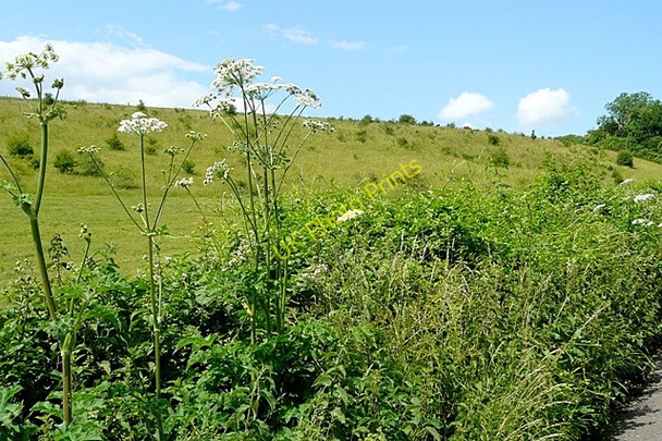 Photo 6"x4" Towards Upper Gatehampton Farm Lower Basildon c2009