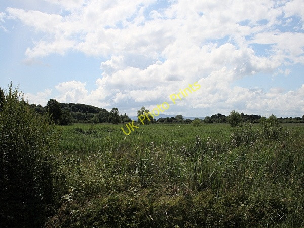Photo 6"x4" Reed Beds Coolbaun c2009
