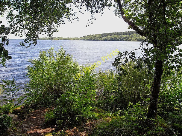 Photo 6"x4" Rossmore Bay Belleek c2009