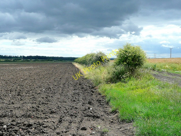 Photo 6"x4" Hedgerow on Town Hill Warborough c2009