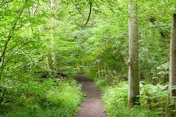 Photo 6"x4" Bridleway at Latchmere Green Latchmere Green c2009