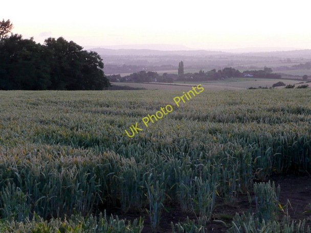 Photo 6"x4" Wheat field after sunset 1 Bromsash c2009