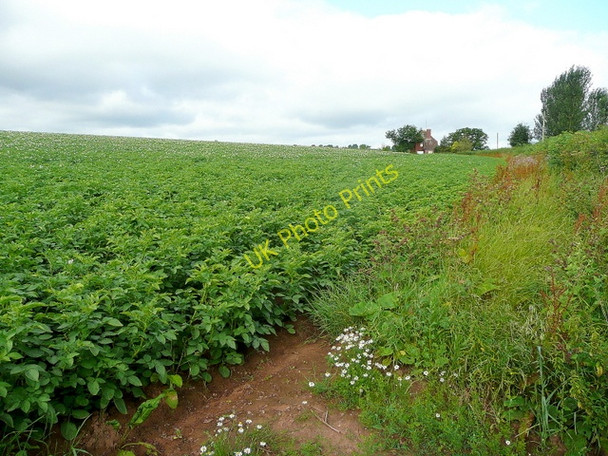 Photo 6"x4" Potato crop near Ruxton Ruxton Green c2009