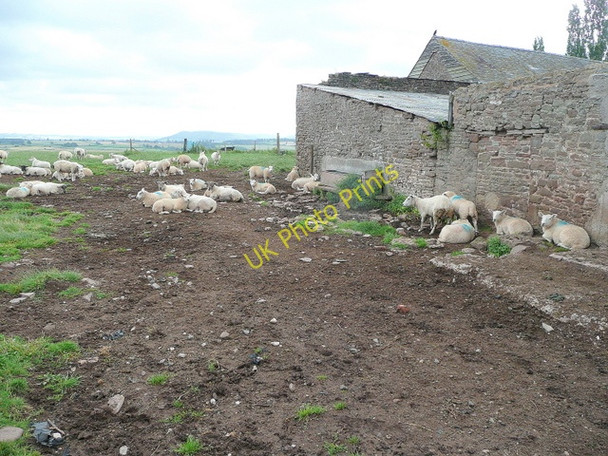 Photo 6"x4" Sheep at rest Llangrove c2009