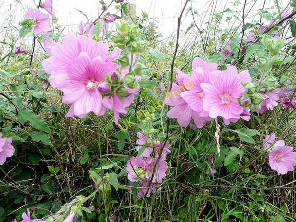 Photo 6"x4" Mallow, Lavatera olbia 'Rosea' Crocker's Ash c2009