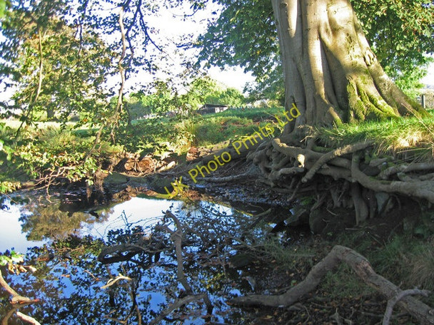 Photo 6"x4" Exposed tree roots. Lochwinnoch c2007