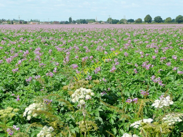Photo 6"x4" Potato land Holbeach c2009