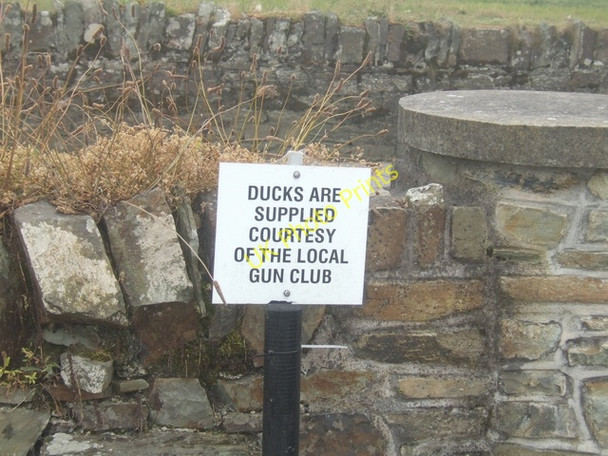 Photo 6"x4" Sporting ducks or an endangered species Timoleague c2009