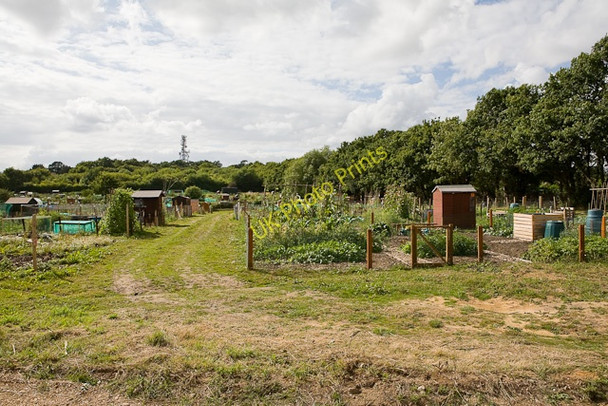 Photo 6"x4" Allotment Gardens, Upper Northam Road Hightown\/SU4711 c2009