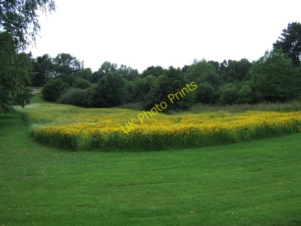 Photo 6"x4" A colourful patch of meadow, University of Exeter Exeter c2009